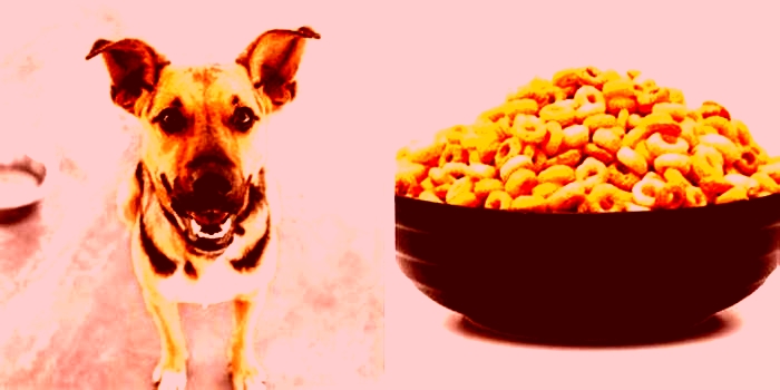 Are Cheerios good for dogs?