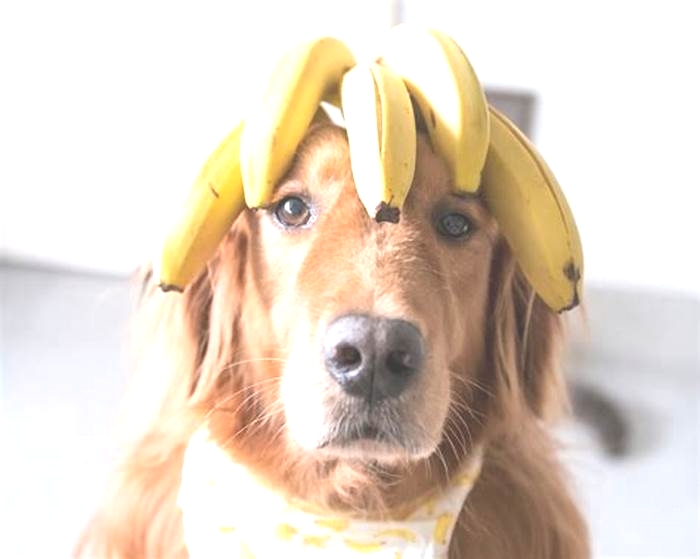 Are bananas good for dogs