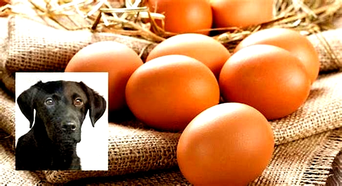 Are eggs good for Labrador?