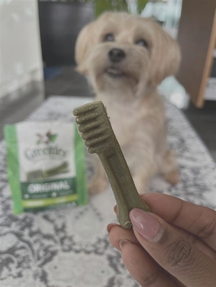 Are greenies bad for dogs