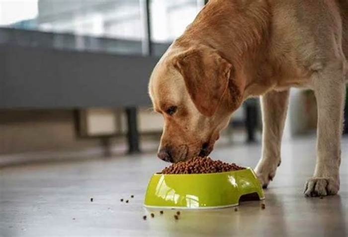 Are labs allergic to rice?