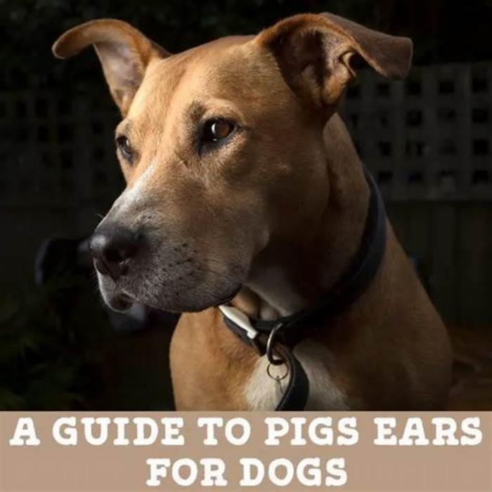 Are pig ears safe for dogs