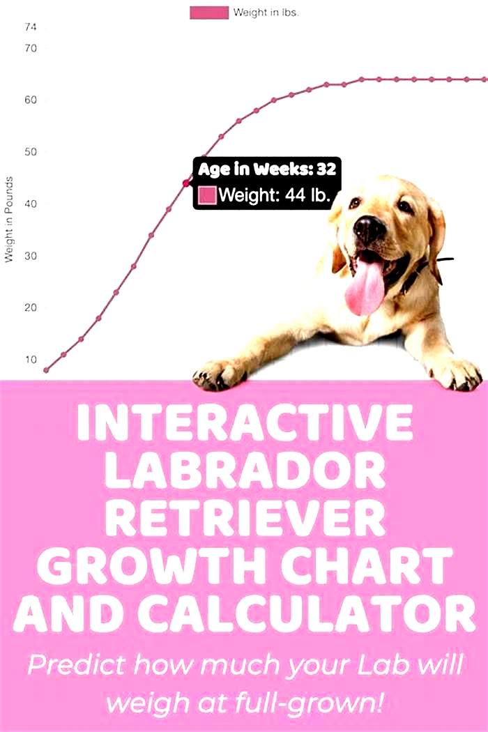 At what age do Labs grow the most?