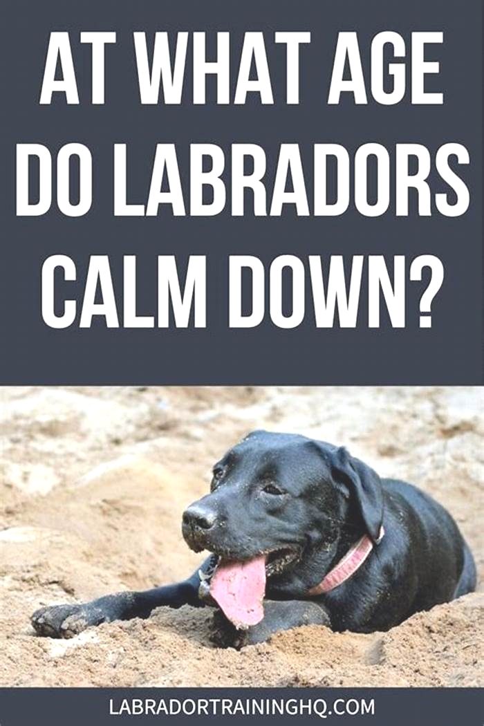 At what age do labradors calm down?