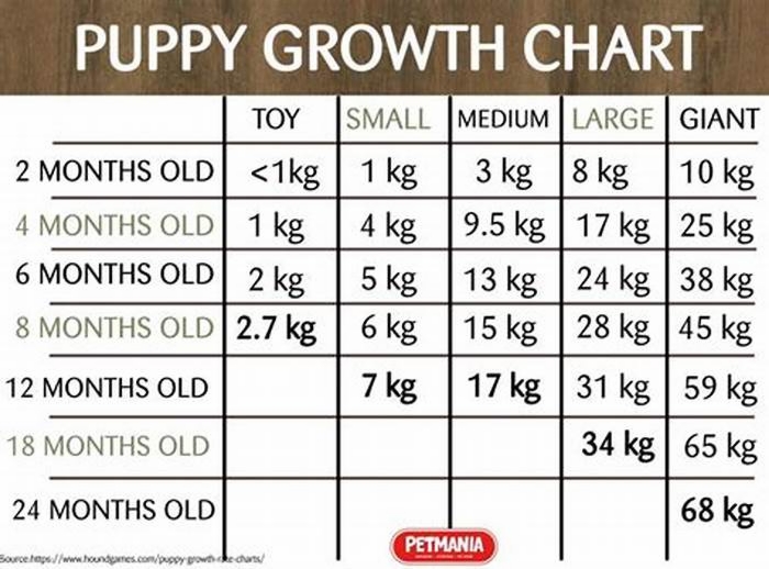 At what age do large puppies stop growing?