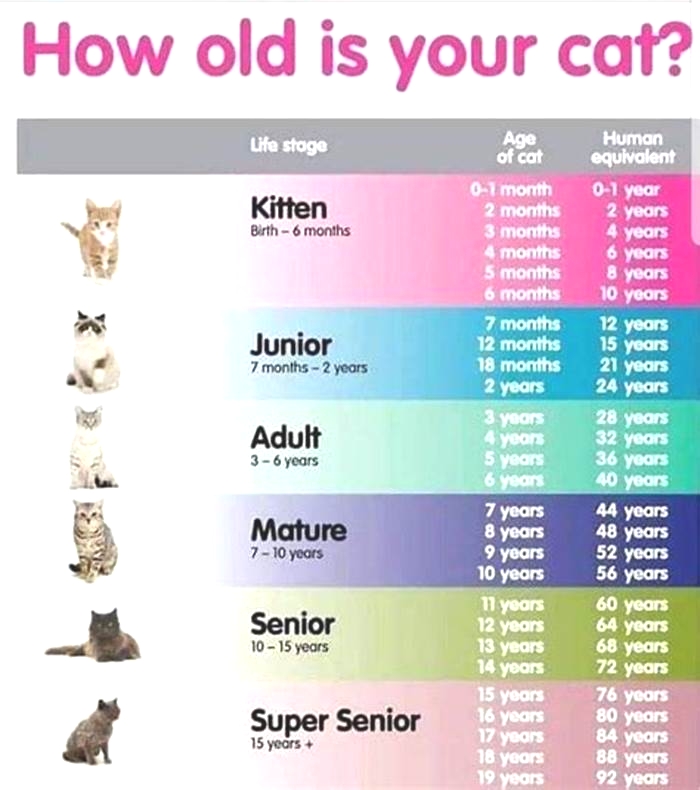 At what age is a cat a senior?