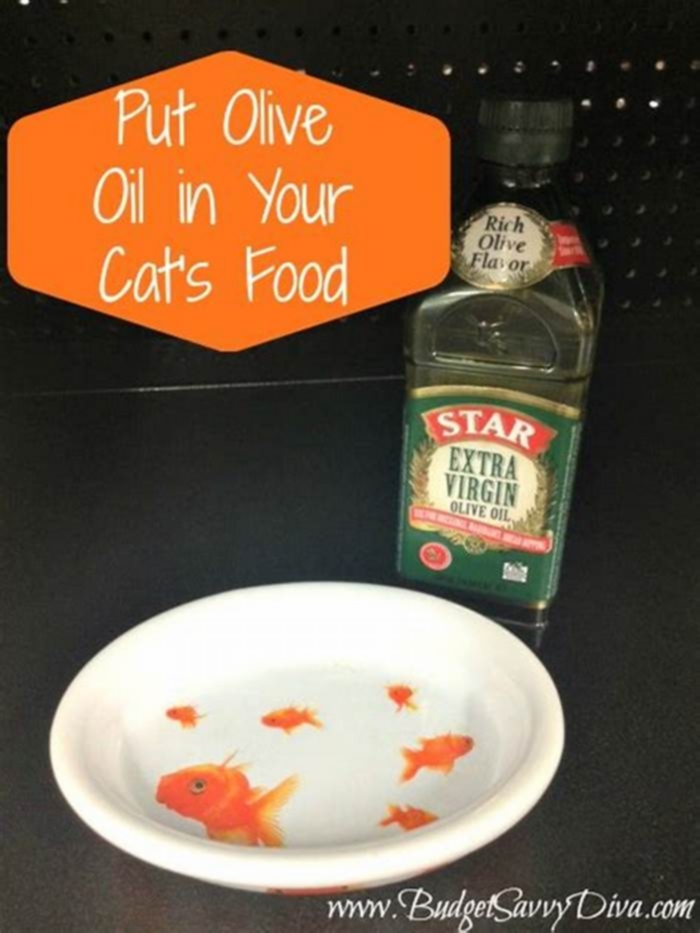 Can I add olive oil to my cats wet food?