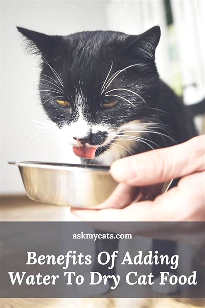 Can I add water to dry cat food instead of wet food?