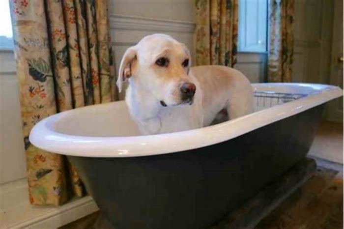 Can I bathe my Labrador everyday?