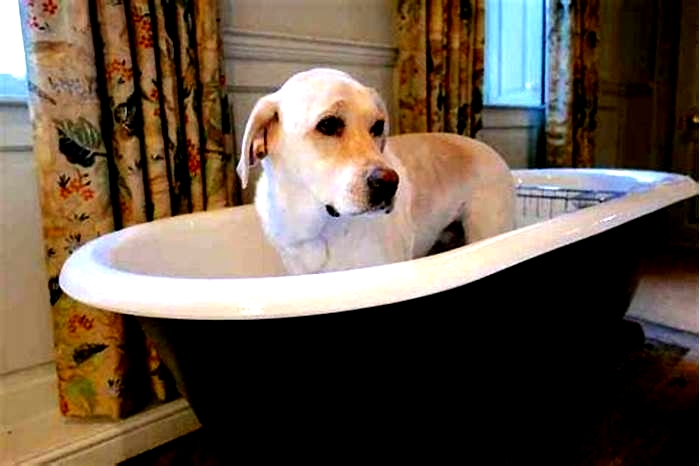 Can I bathe my Labrador twice a week?