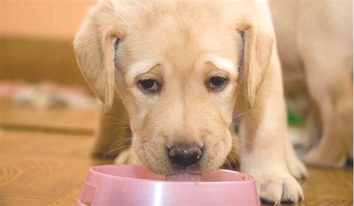 Can I feed milk to Labrador?