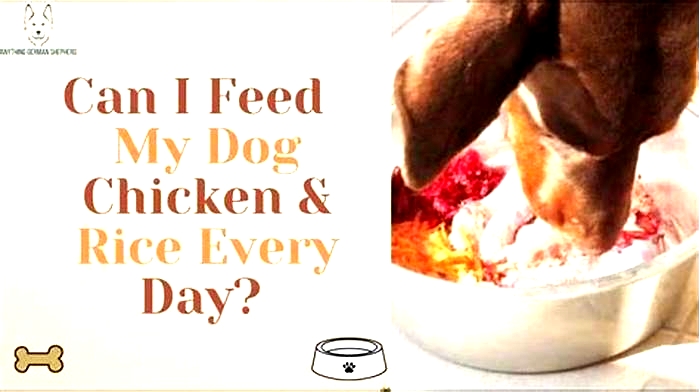 Can I feed my dog cooked rice everyday