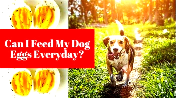 Can I feed my dog eggs every day?