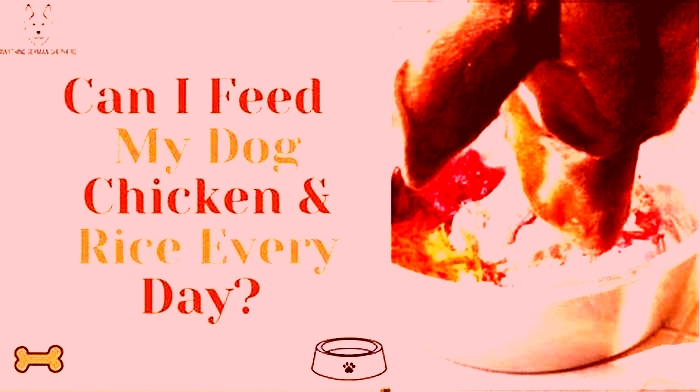 Can I feed my dog only chicken and rice