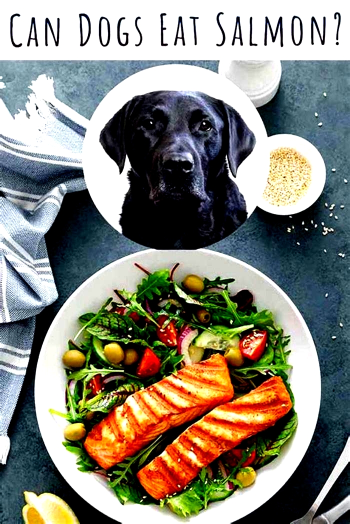 Can I feed my dog salmon daily?