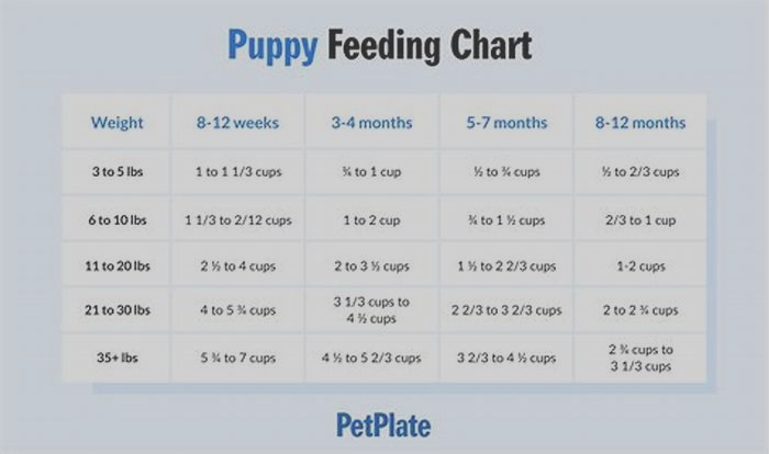 Can I feed my medium puppy large puppy food