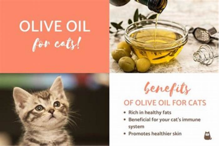 Can I give my cat olive oil every day?