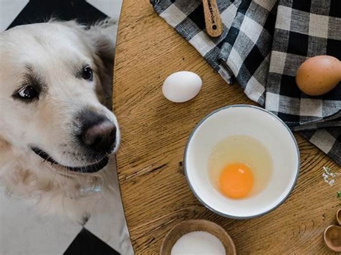 Can I give my dog an egg a day