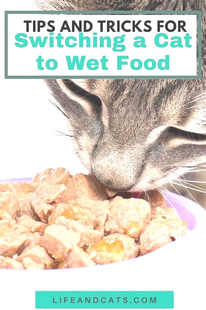 Can I just stop giving my cat wet food?