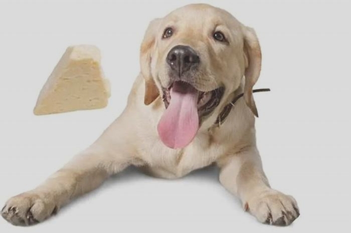 Can Labrador dogs eat cheese