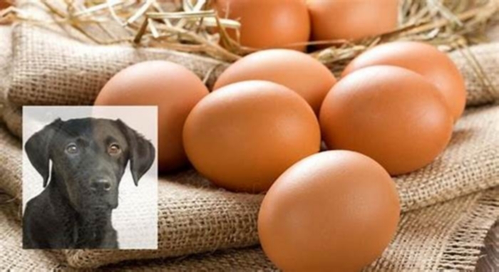 Can Labrador dogs eat eggs