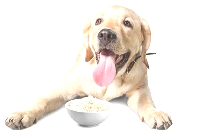 Can Labrador eat rice?