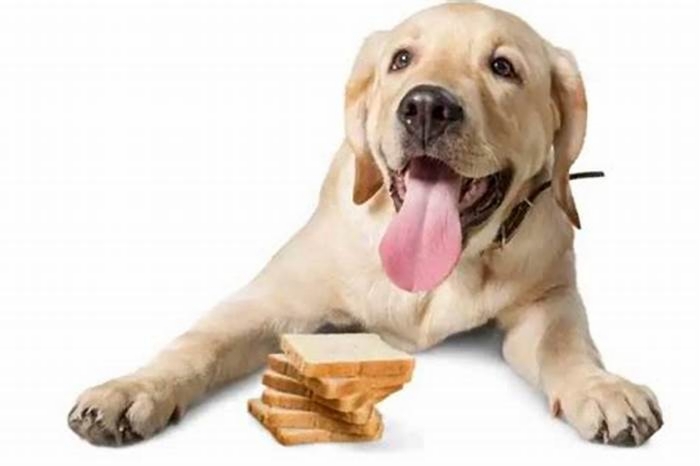 Can Labradors eat bread?