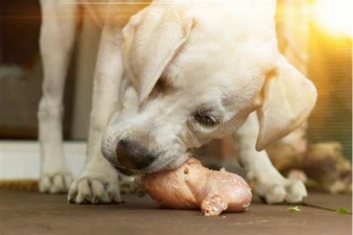 Can Labradors eat cooked meat?