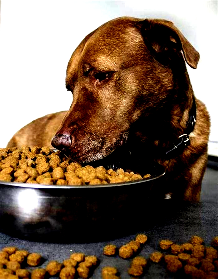 Can Labradors eat dry food?