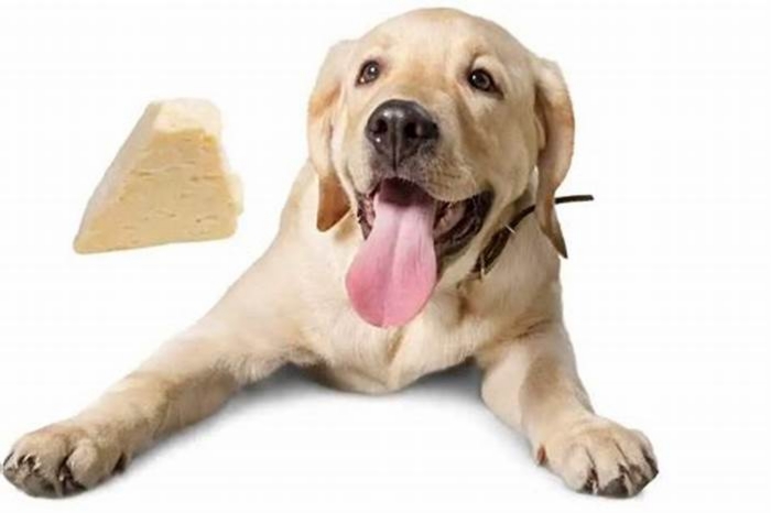 Can Labradors have cheese?