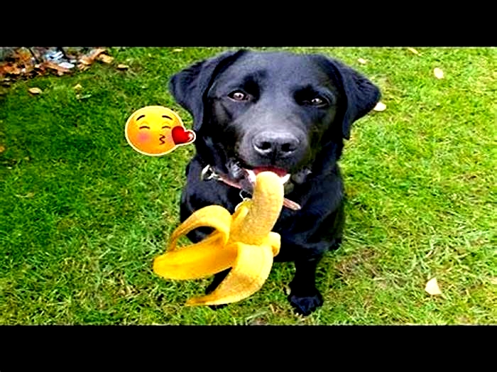 Can a Labrador eat banana?