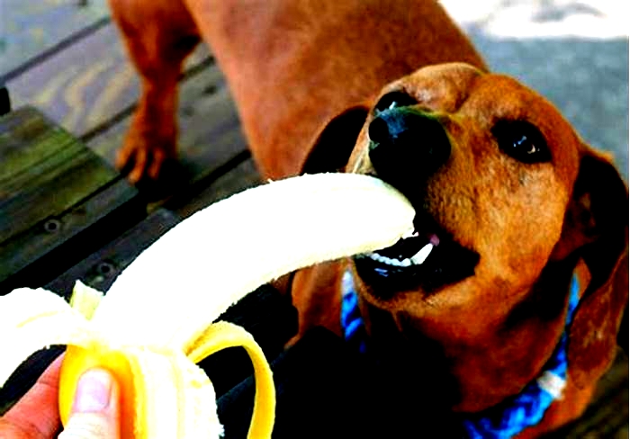 Can a dog eat a banana