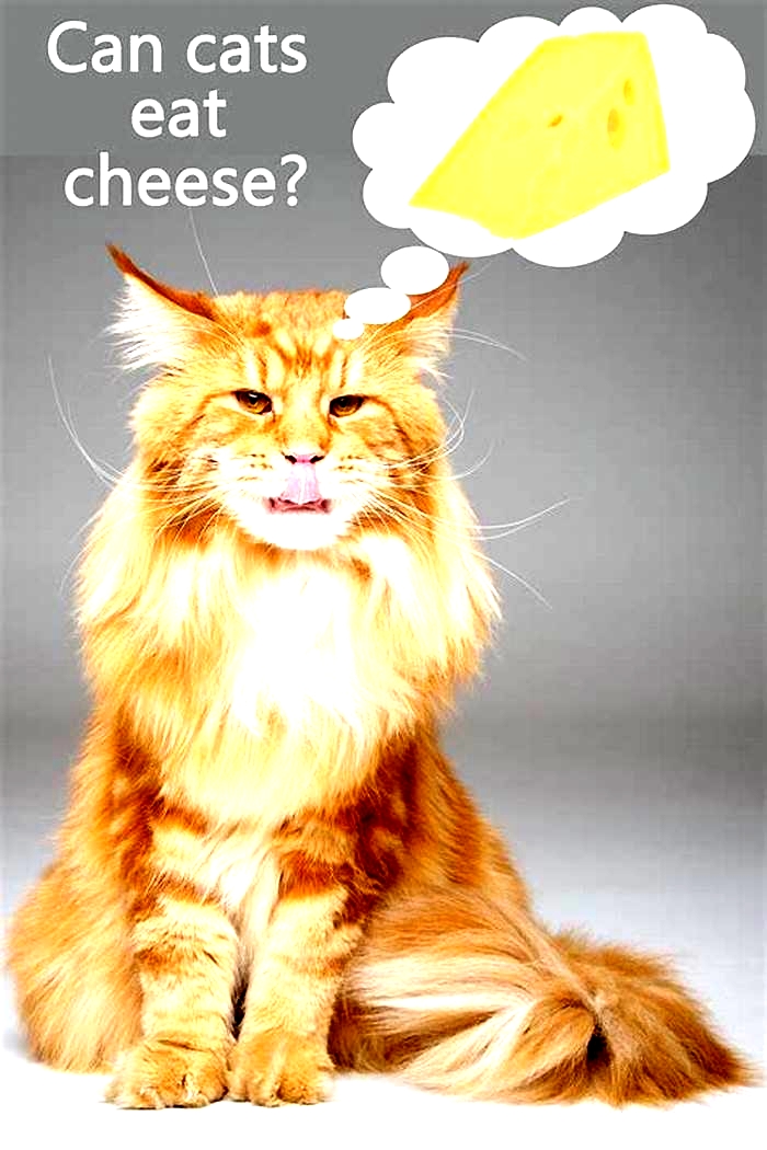 Can cats eat cheese?