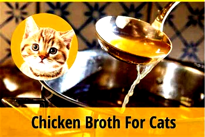 Can cats have chicken broth?