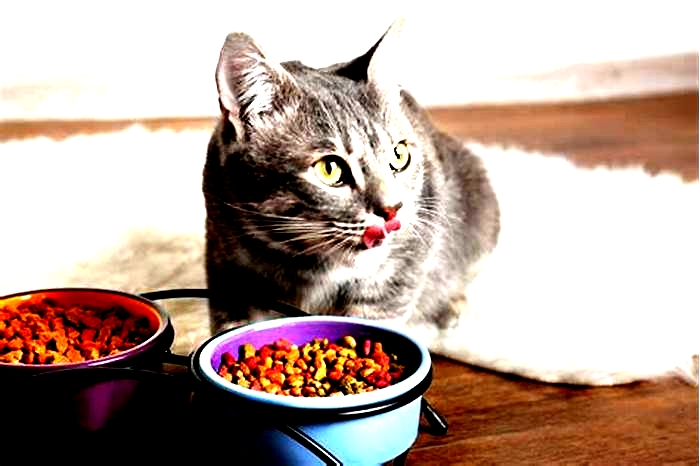 Can cats live off dry food only?