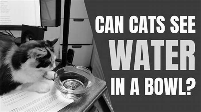 Can cats see water in a bowl