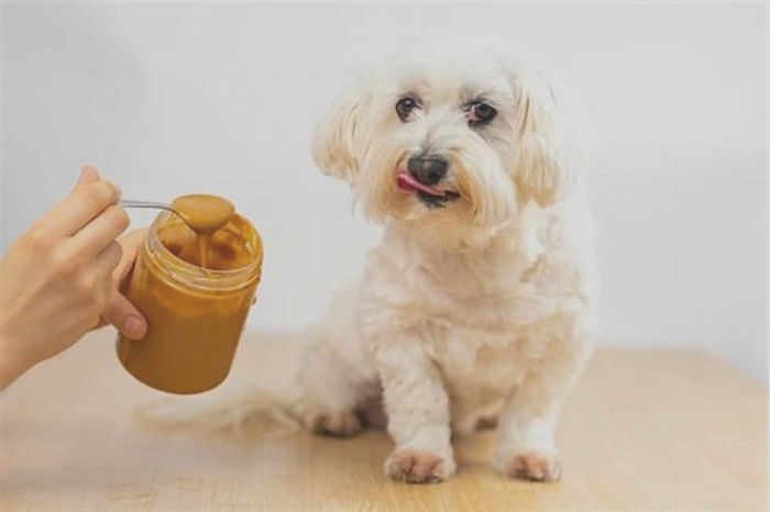 Can dogs eat peanut butter?