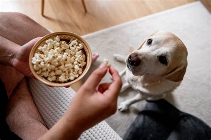 Can dogs eat popcorn?