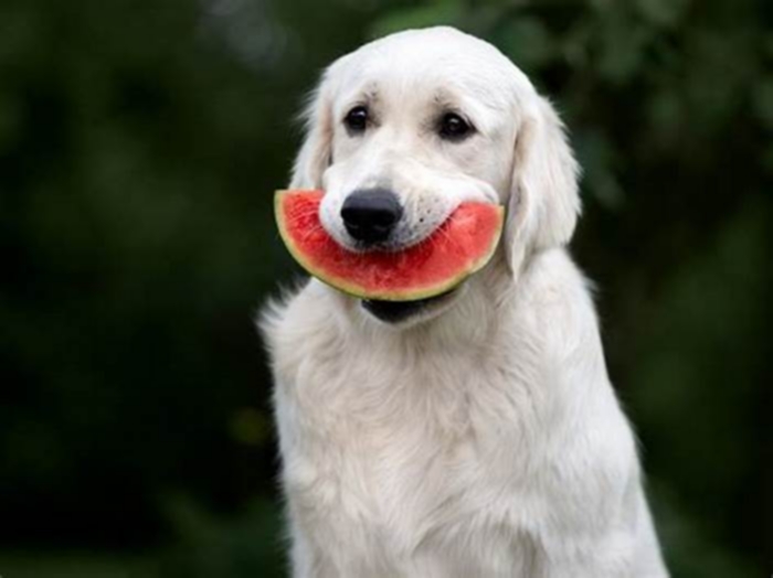 Can dogs eat watermelon