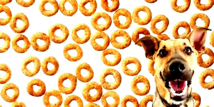 Can dogs have Cheerios as a treat