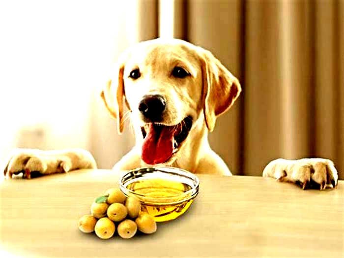 Can dogs have olive oil?