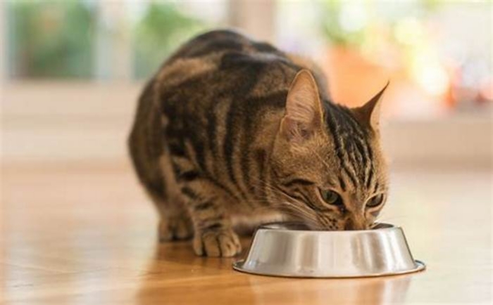 Can feeding indoor cats just once a day improve health?