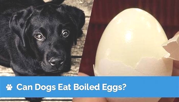 Can labs eat boiled eggs