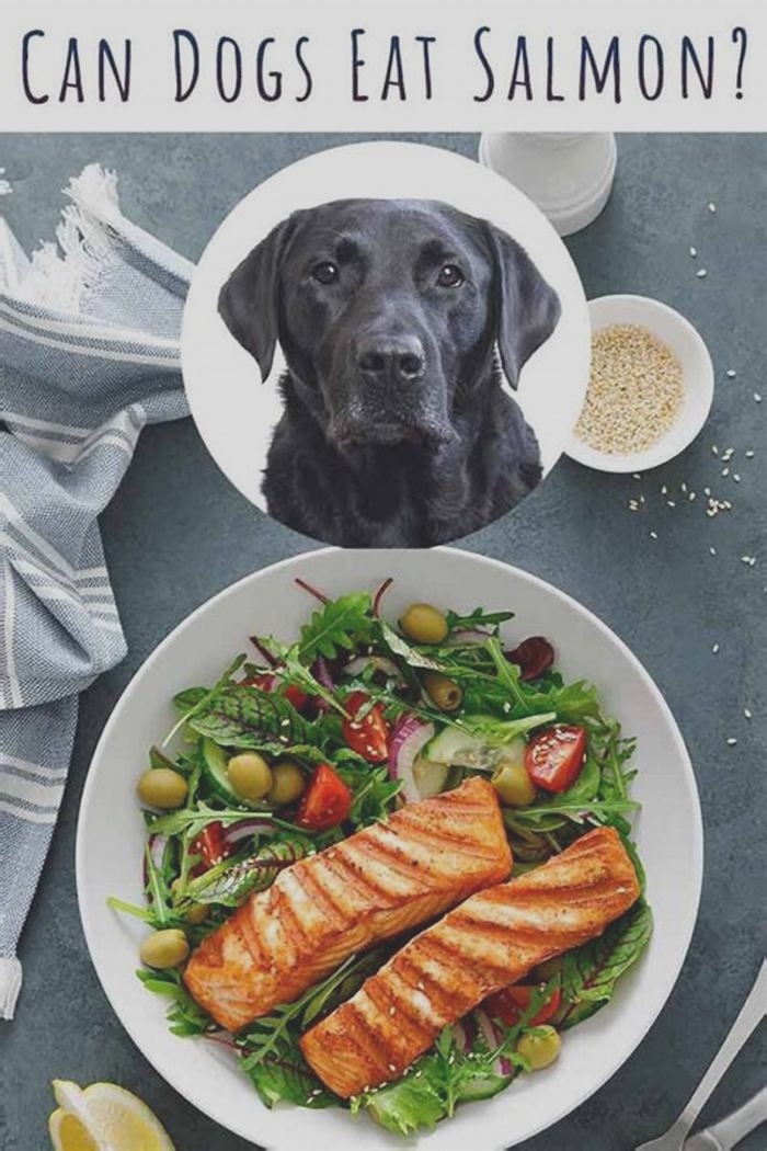 Can my dog eat salmon everyday?