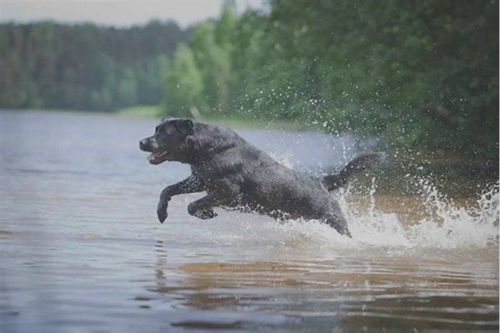 Do Lab dogs like water