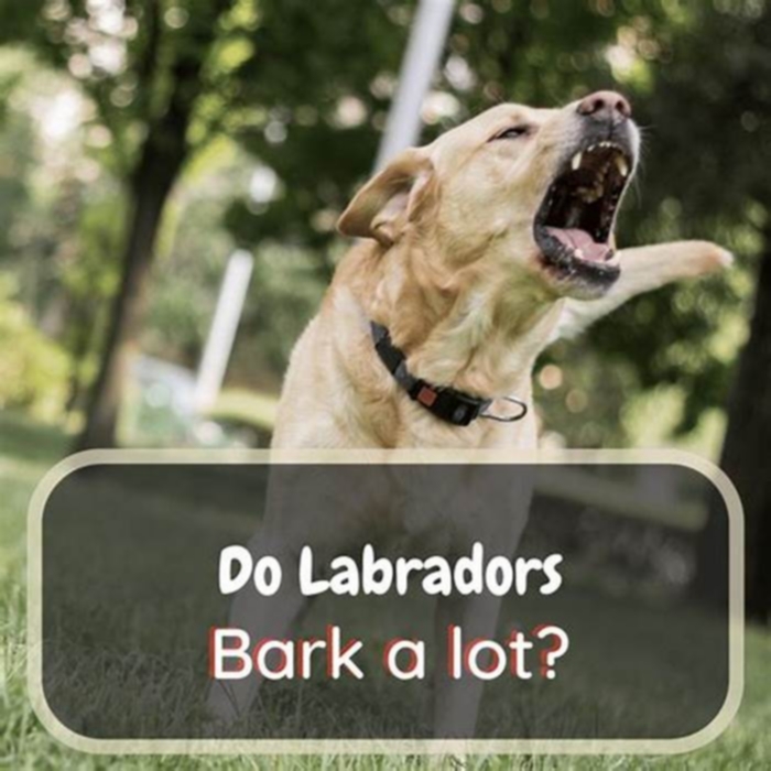 Do Labradors bark a lot?