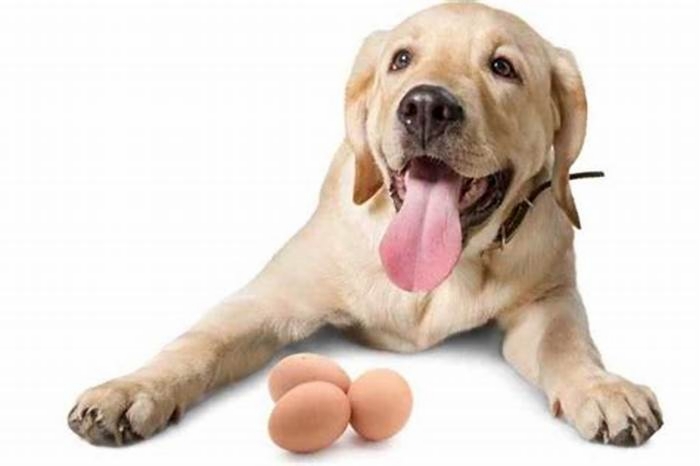 Do Labradors eat eggs?