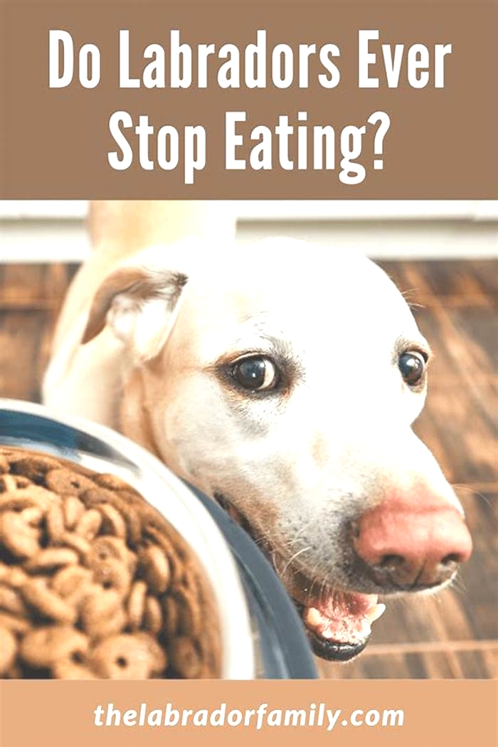 Do Labradors ever stop eating