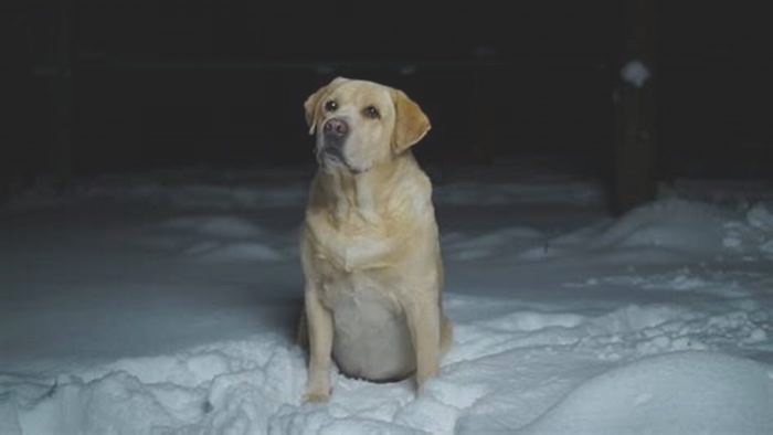 Do Labradors get cold at night