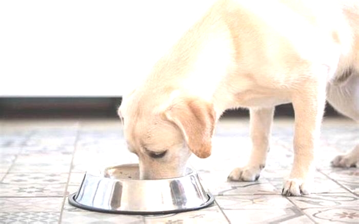 Do Labradors know when to stop eating